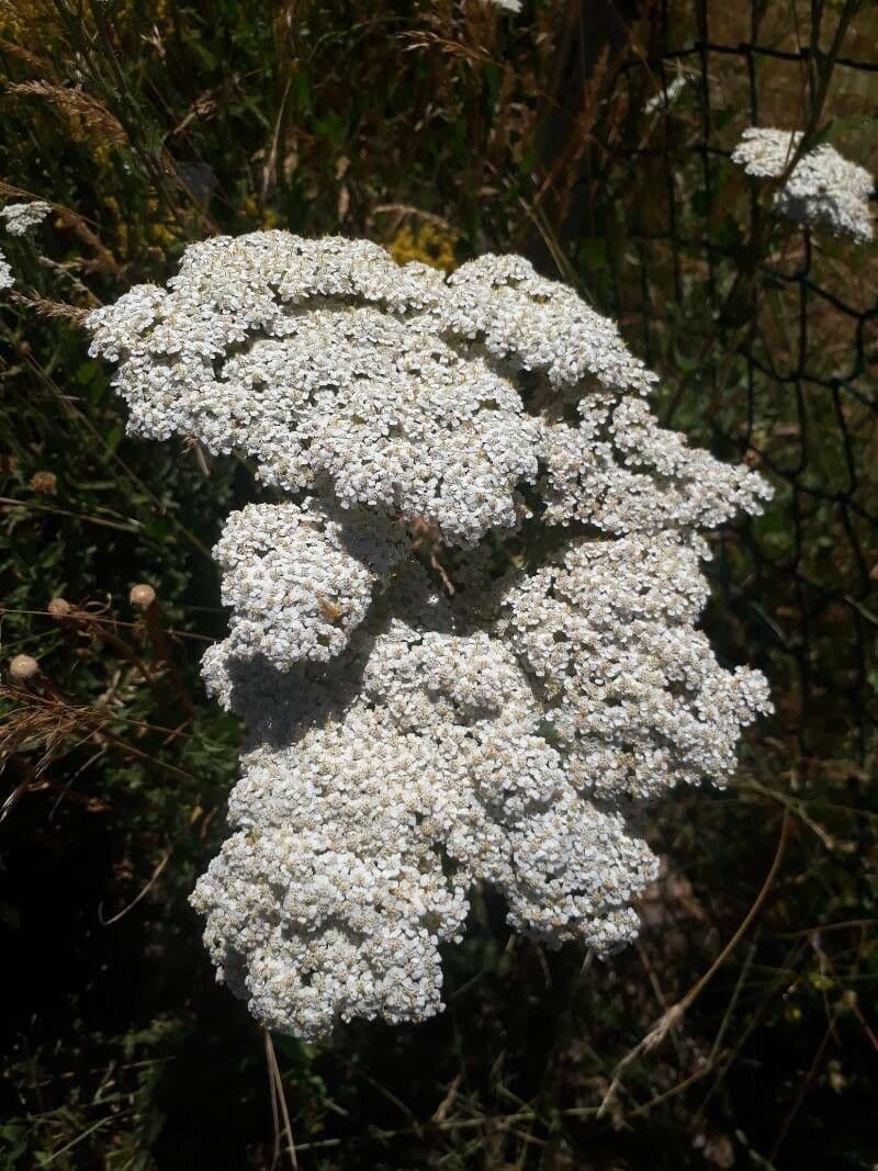 Fleur Achillea ligustica achillee ligurienne