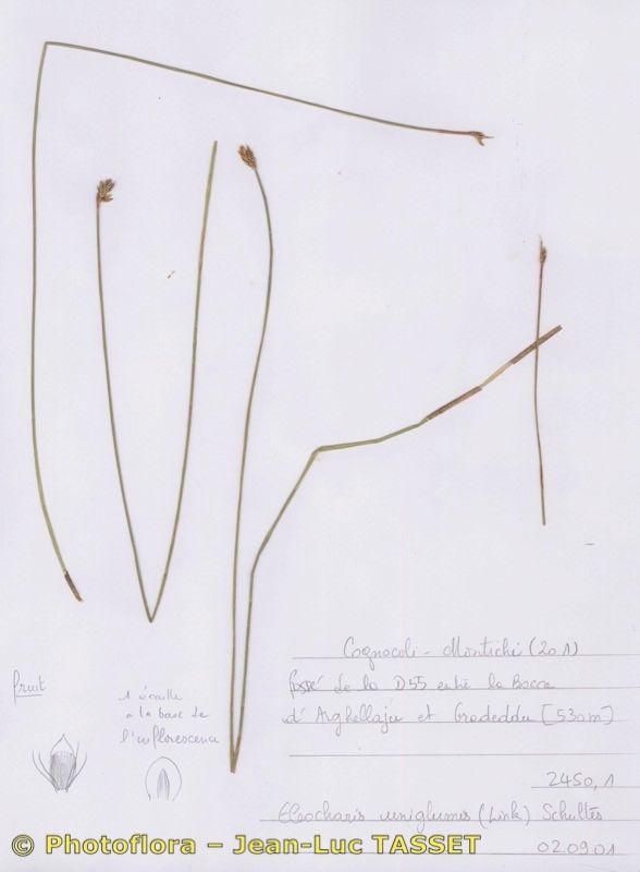 Einspelzige Sumpfsimse (Eleocharis uniglumis) in flachem Wasser mit schlanken grünen Halmen und braunen Blütenständen