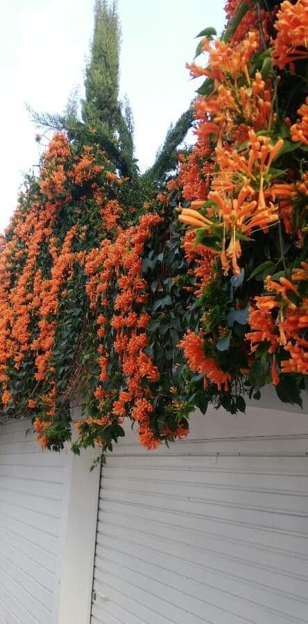 Pyrostegia venusta avec fleurs orange-jaune brillantes en grappes