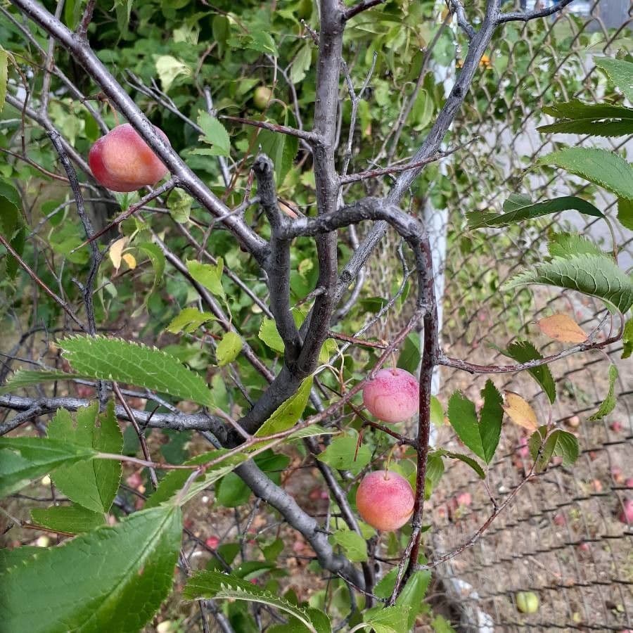 Fruits rouges du prunier americain sur les branches