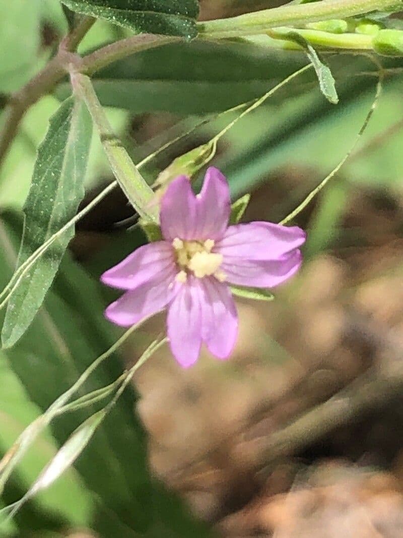 Epilobium obscurum met fijngetande bladeren in gras omgeving