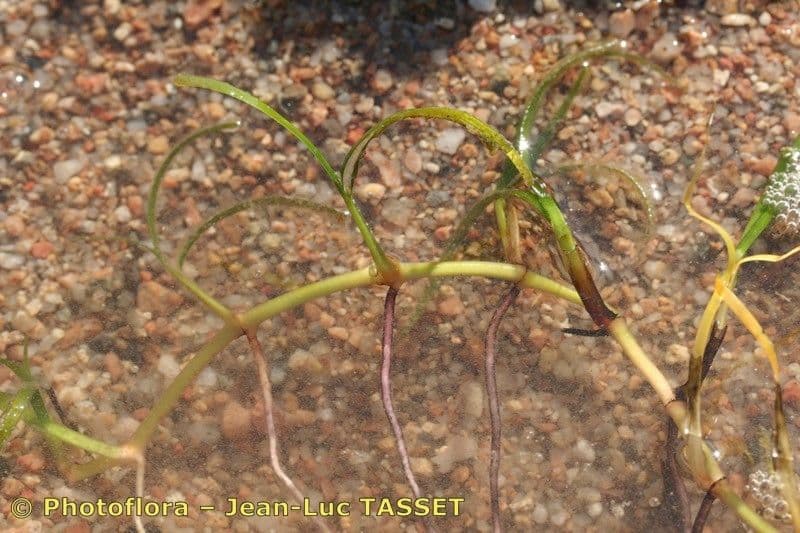 Slender seagrass (Cymodocea nodosa) in clear seawater with green leaves
