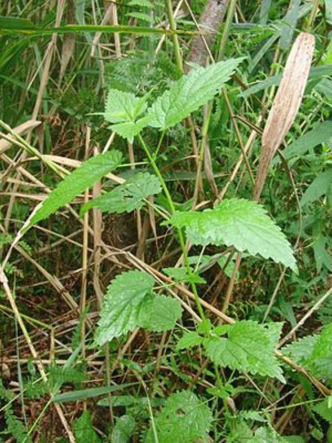 Plante d'ortie de Kiev aux feuilles dentées