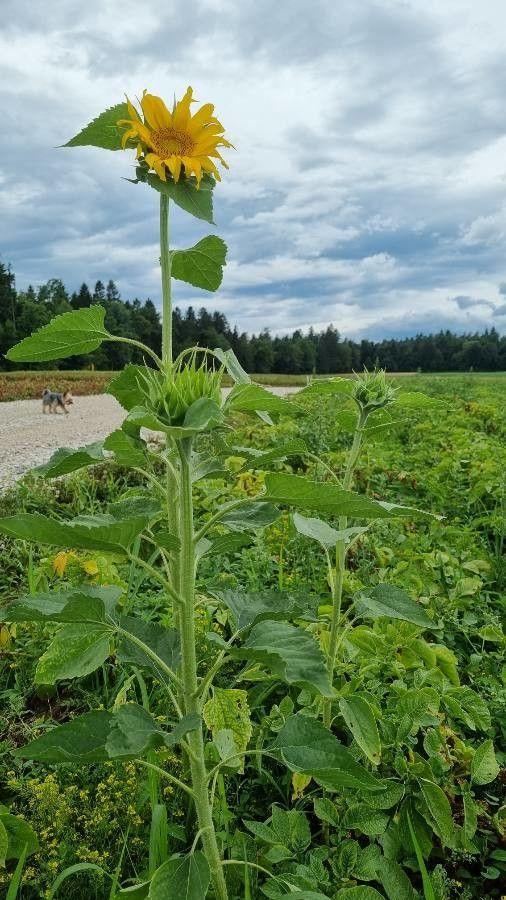 Champ de tournesols en pleine floraison sous un ciel d'été