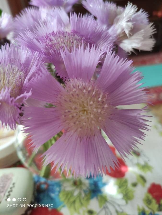 Fleur de centauree ambrette en pleine floraison