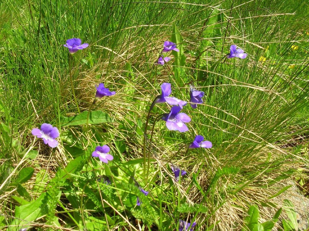 Hairy-spurred Butterwort (Pinguicula leptoceras) displaying soft blue flowers in natural mountain habitat