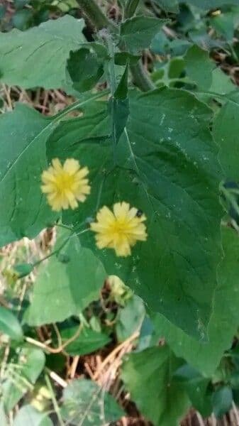 Lampsane commune aux fleurs jaunes et aux tiges fines caractéristiques
