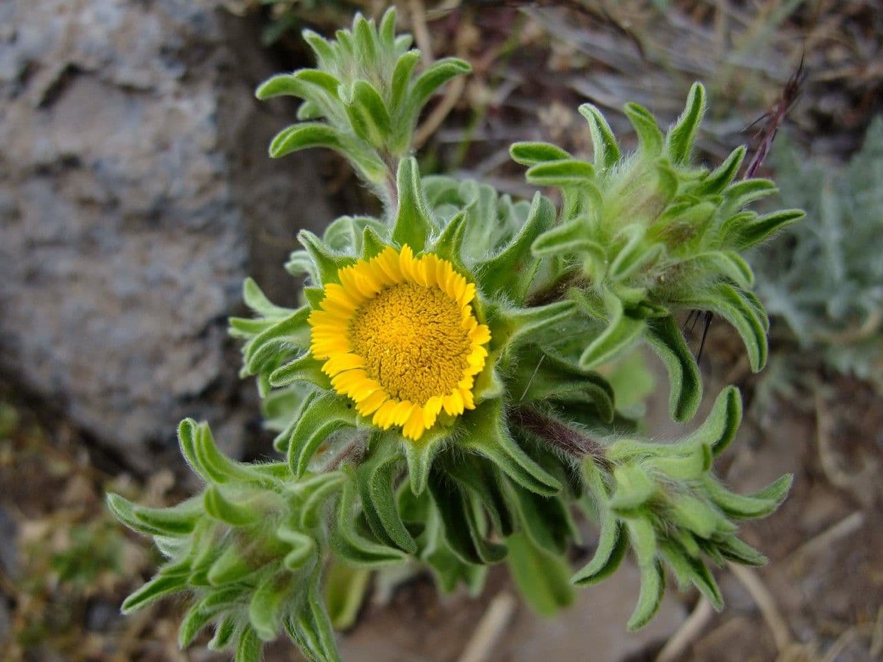 Golden starwort displays yellow flowers above fine foliage
