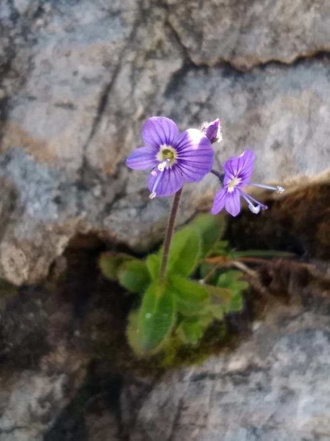 Bladarme ereprijs met blauwe bloemen op alpine locatie