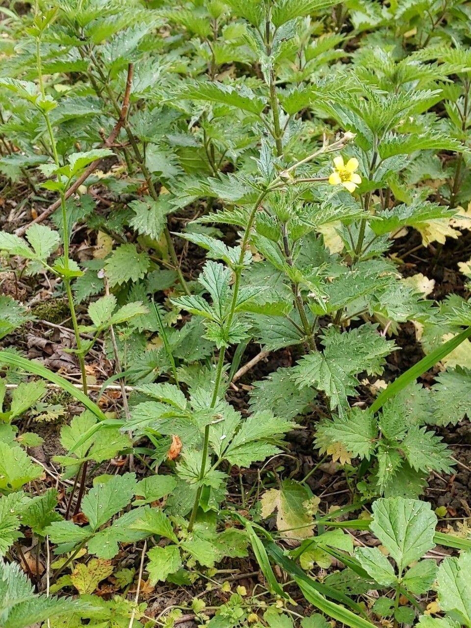 Gelbe Blüten des Echten Nelkenwurzes am Waldrand, umgeben von dichtem Laub