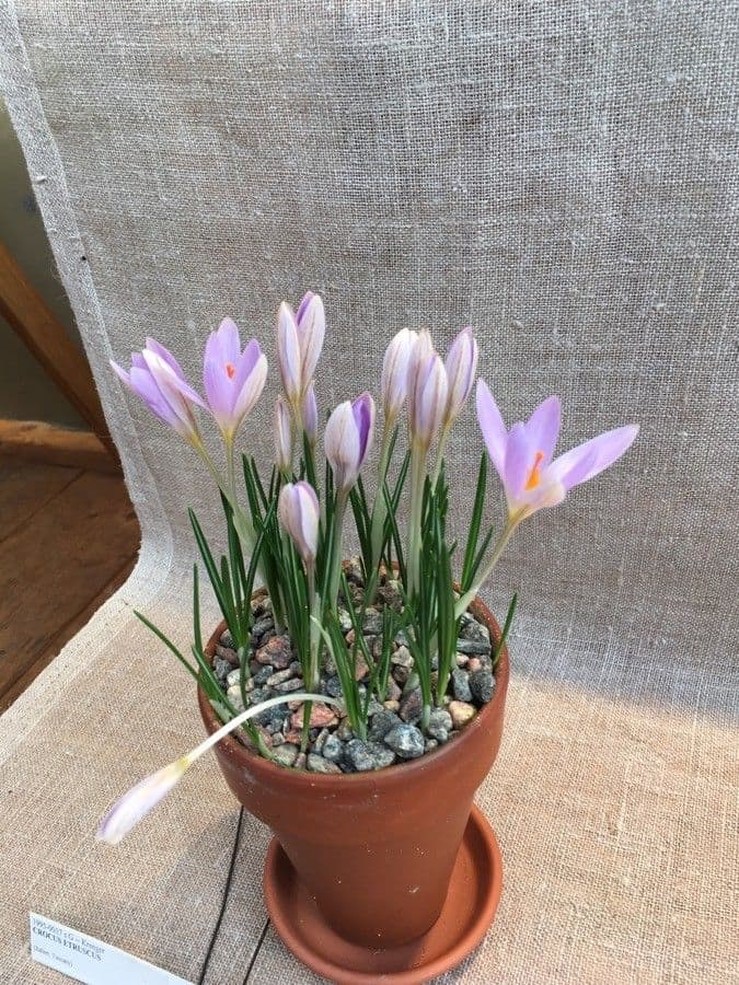 Etruscan crocus with pink to purple flowers at bloom stage