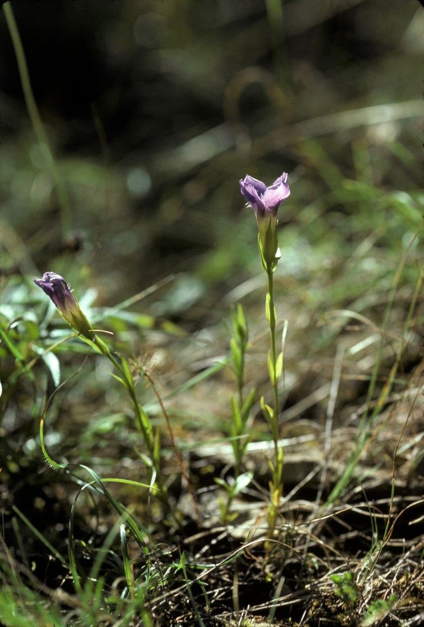 Gentianopsis detonsa montrant des fleurs caracteristiques delicatement franges bleu-pourpre en habitat alpin