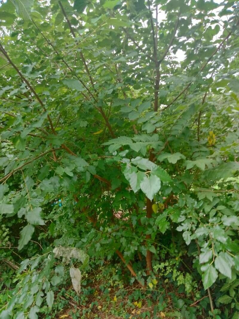 Morus rubra red mulberry tree with ripe berries and foliage