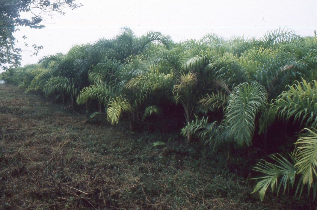 Image de Bactris gasipaes