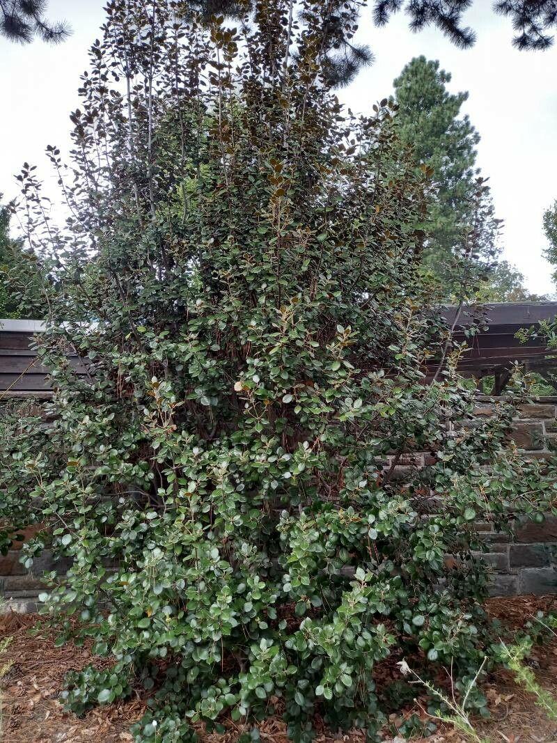 Erlenblättrige Eiche (Quercus alnifolia) im Sonnenlicht mit glänzenden Blättern und goldgelben Unterseiten