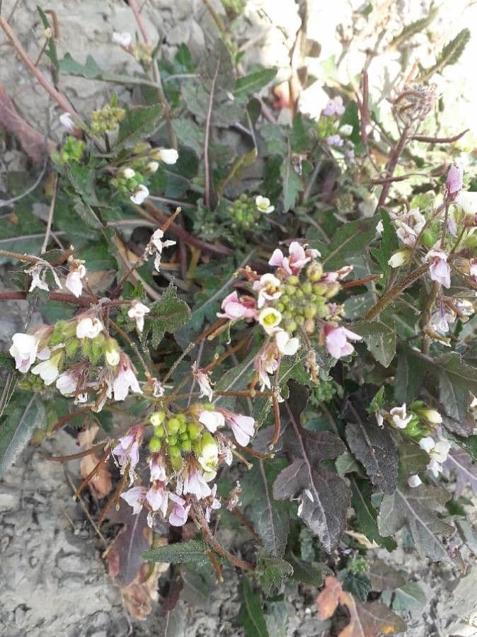 Diplotaxis erucoides weiße Rauke Blätter und Blüten