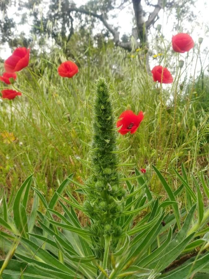 Echium asperrimum with bold blue flower spikes and rough bristly stems in Mediterranean habitat