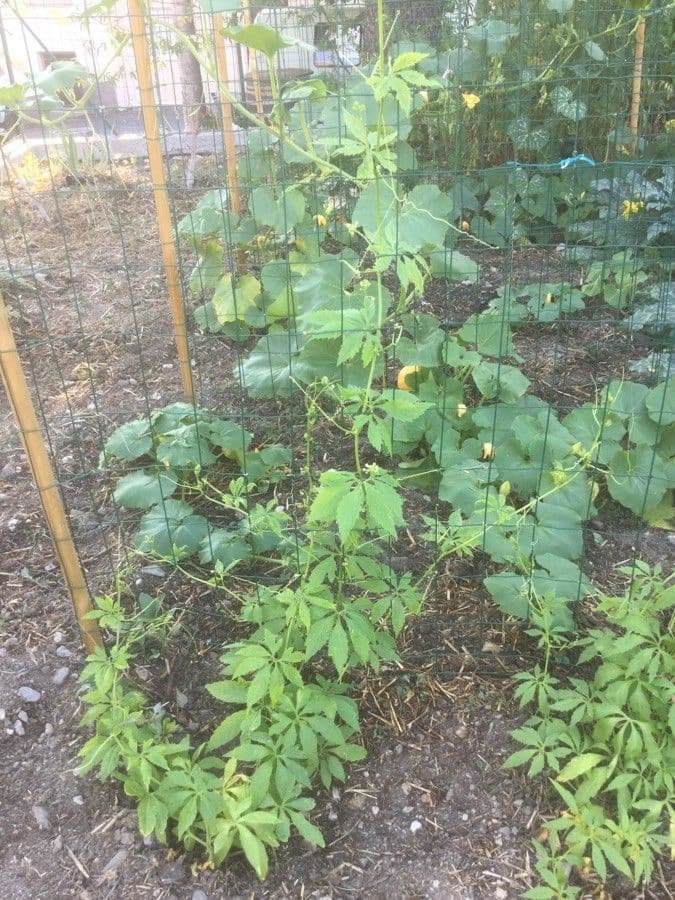 Cyclanthera pedata plant met groene vruchten en bloemen