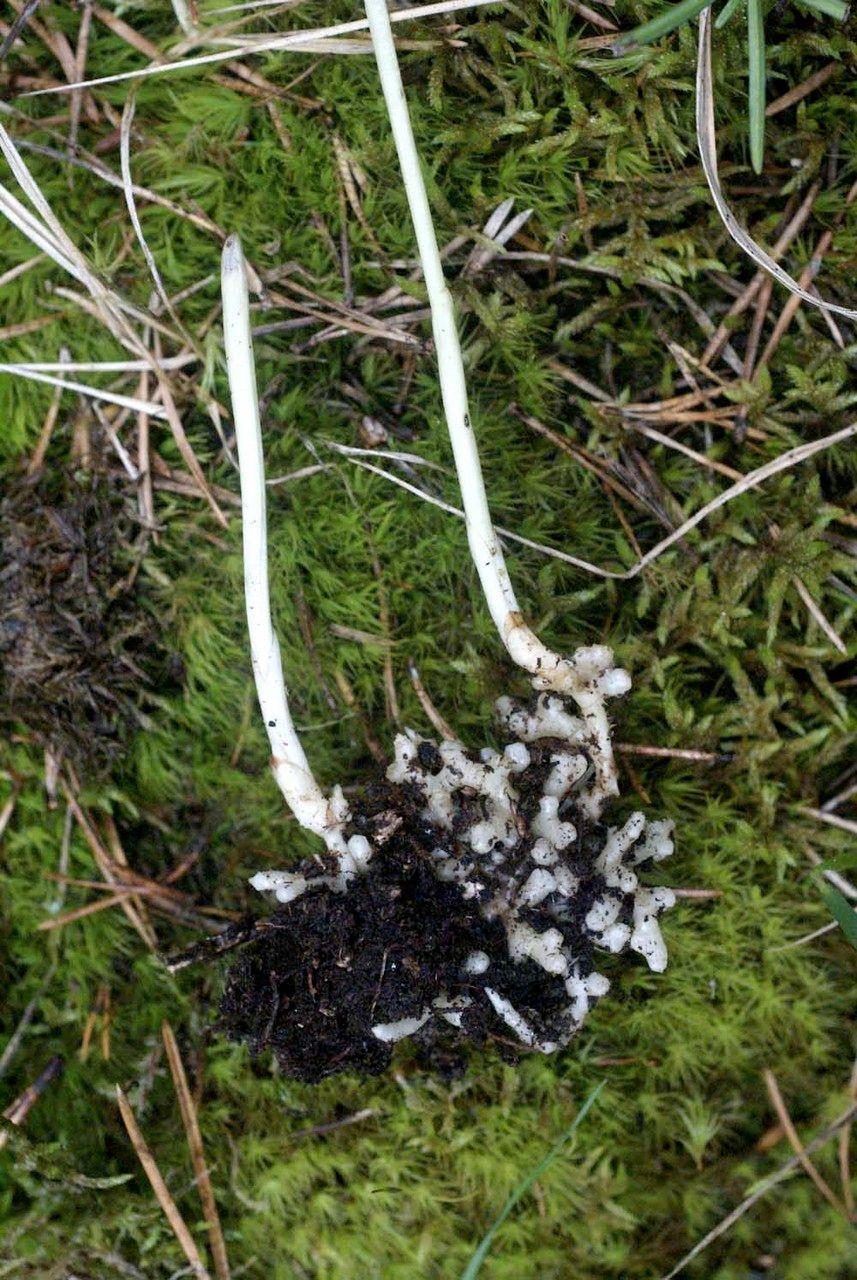 Koraalwortel in natuurlijke bosomgeving met lichte stengels en kleine witte bloemen