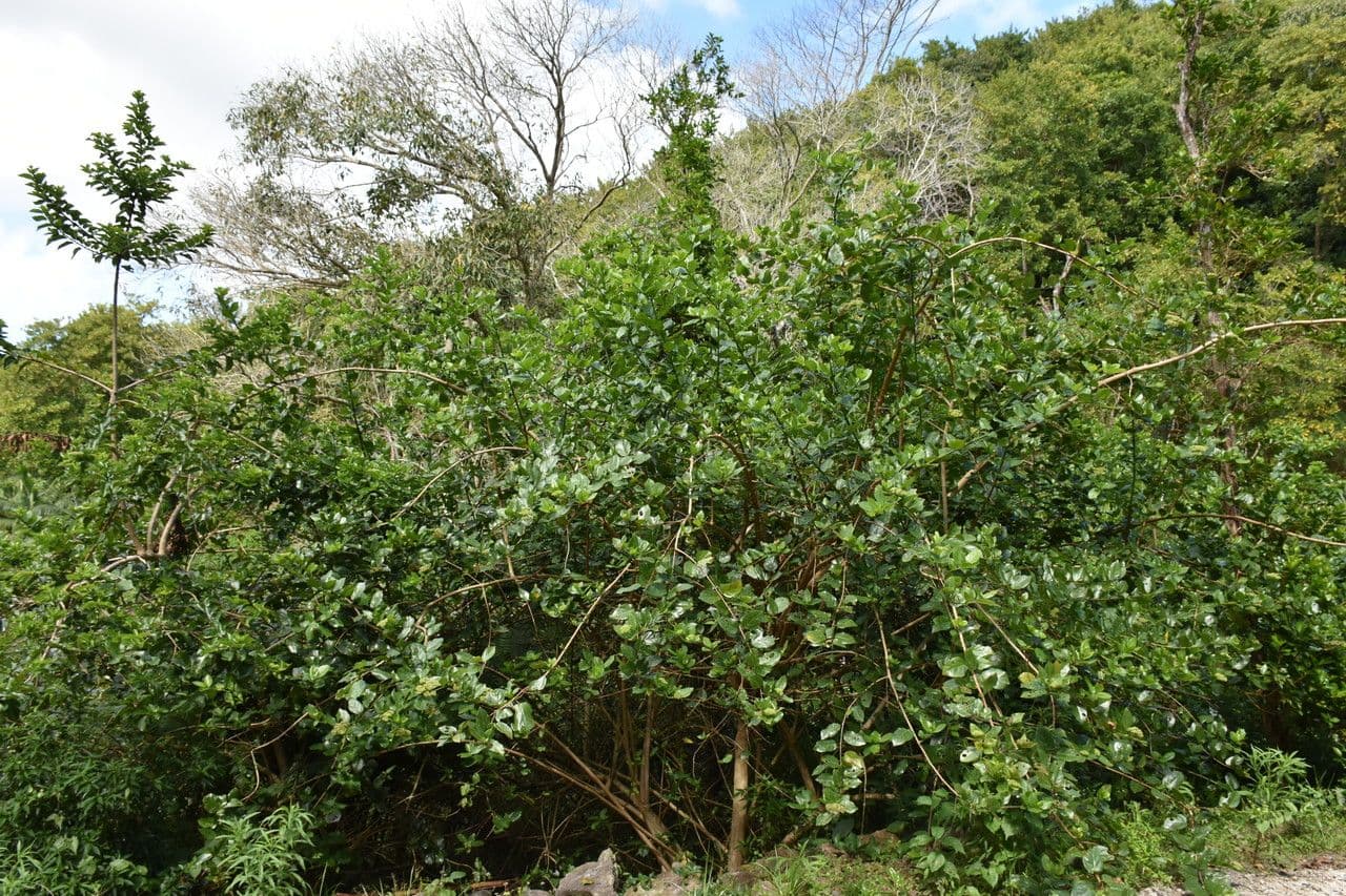 Premna serratifolia Bastaard Gelderse Roos bloeiende tropische struik