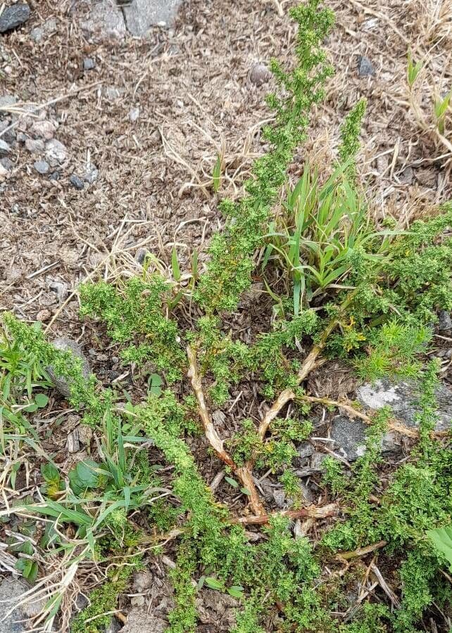 Dysphania multifida met fijntandige bladeren