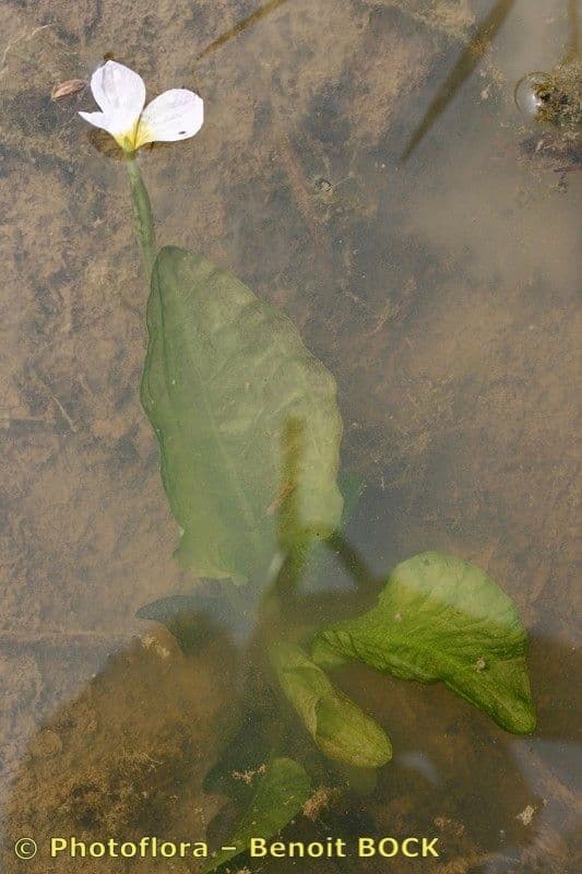 Ottelia alismoides plant in water met groene bladeren