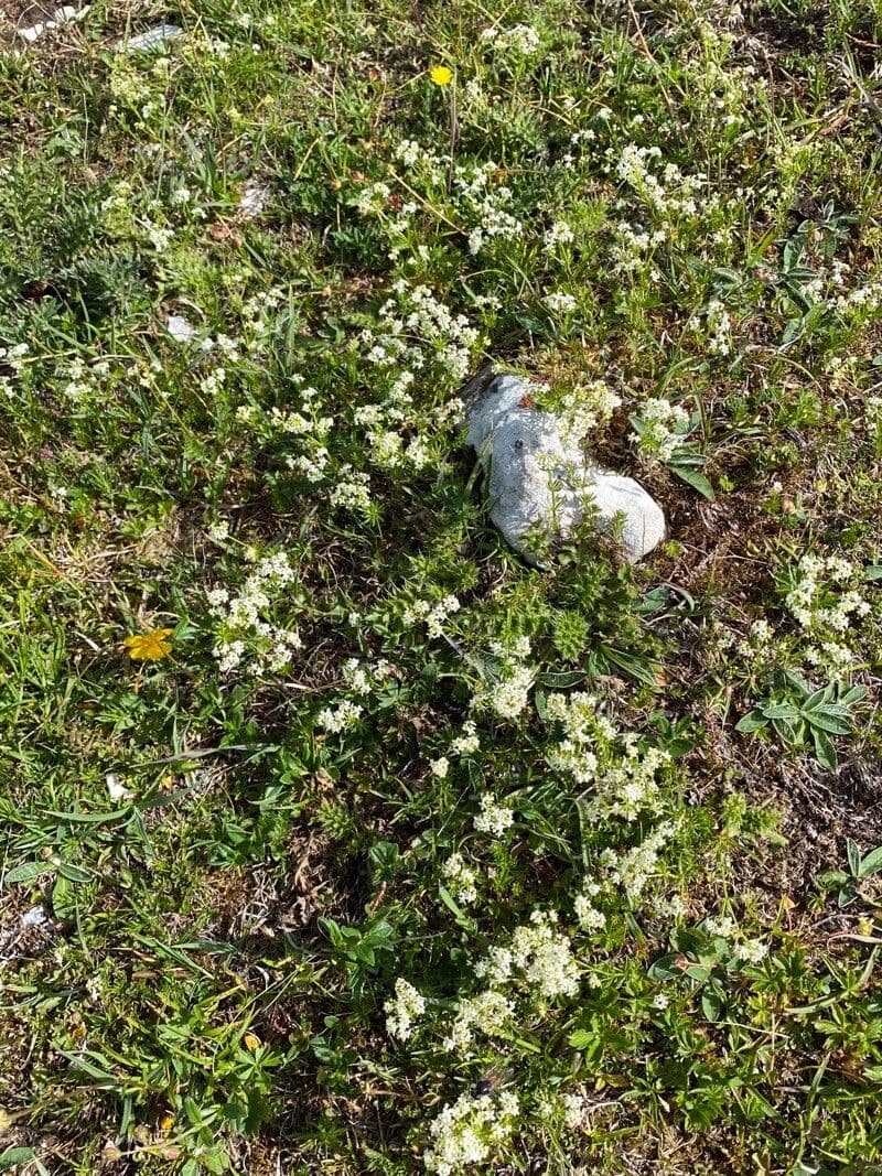 Galium anisophyllon aux fleurs blanches et feuilles fines