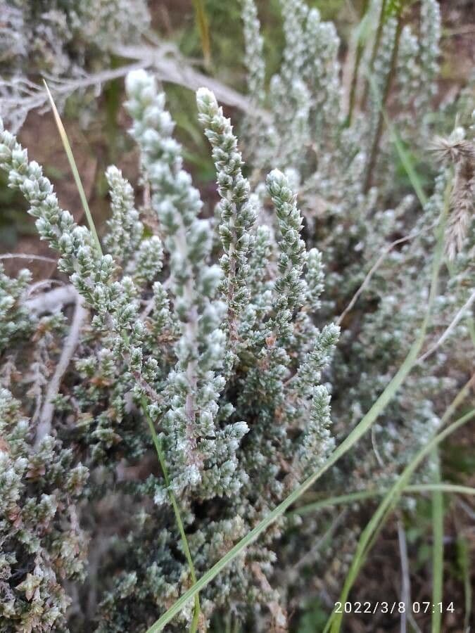 Camphorosma monspeliaca Kampferkraut mit feinem grünem aromatischem Laub