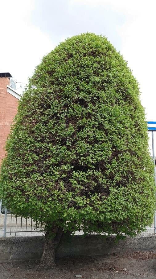 Siberian elm displaying fine, light green foliage in summer dress