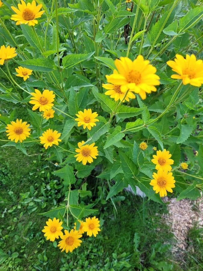 Heliopsis helianthoides with golden-yellow flowers