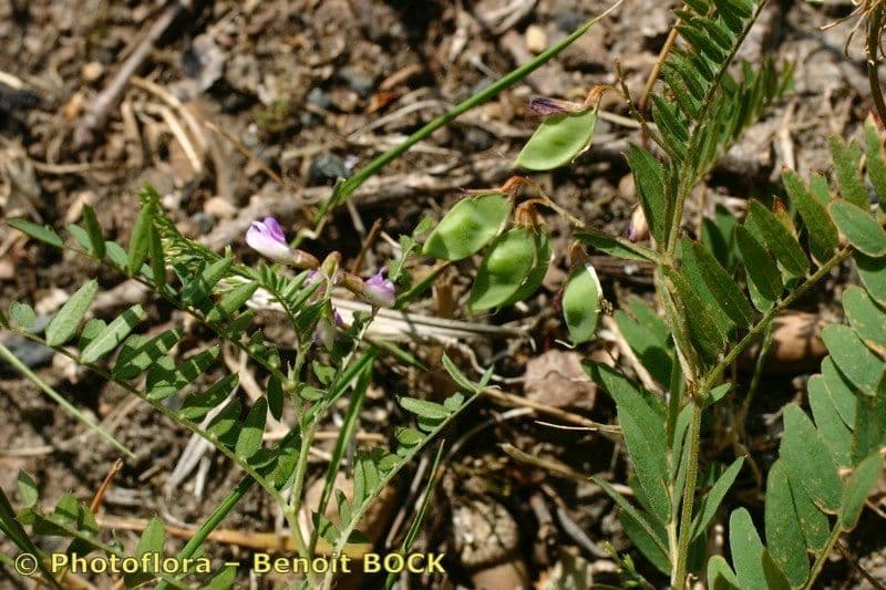 Vesce de Cachoubie aux fleurs bleues delicates