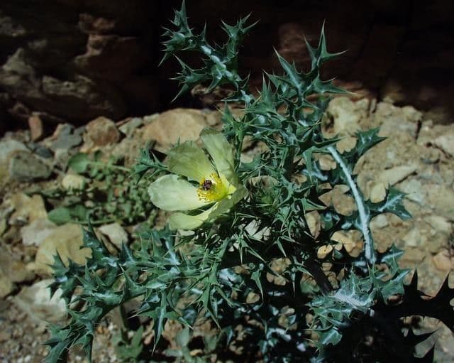 Pale Mexican-poppy displaying characteristic pale yellow flowers and spiny leaves
