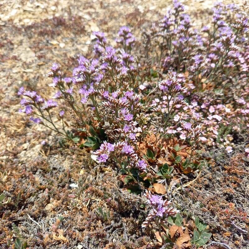 Rock sea-lavender (Limonium binervosum) with blue flowers on rocky coasts