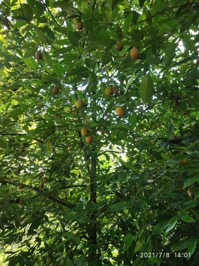 Muscadier avec fruits en maturation