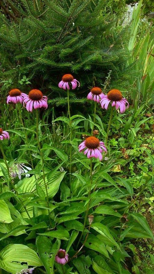 Une fleur pourpre d'Échinacée à feuilles étroites en pleine floraison dans un jardin de style prairie