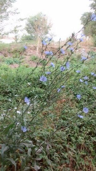 Wegwarte mit blauen Blüten im Sommer auf einem sonnigen Wiesenstreifen