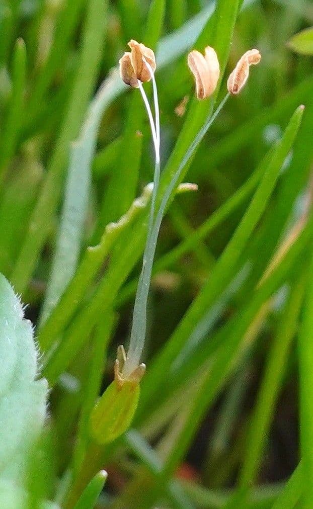 Littorella uniflora growing in shallow water