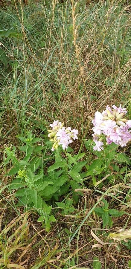 Das echte Seifenkraut zeigt rosa bis weisse Bluten in aromatischen Dolden