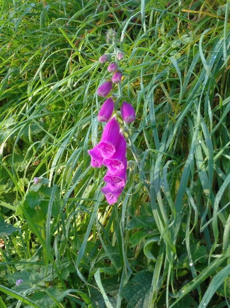 Fleurs pourpre-rose de Digitalis thapsi