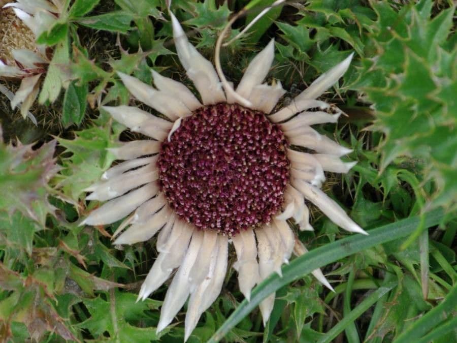 Stemless carline thistle with silvery-white flowers