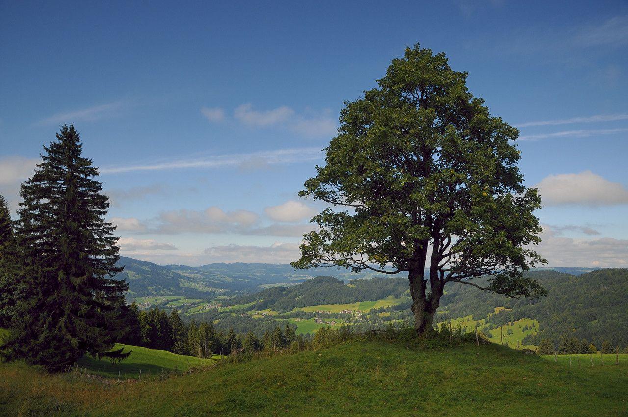 Großer Bergahorn im Herbst mit gelb-orange gefärbtem Laub