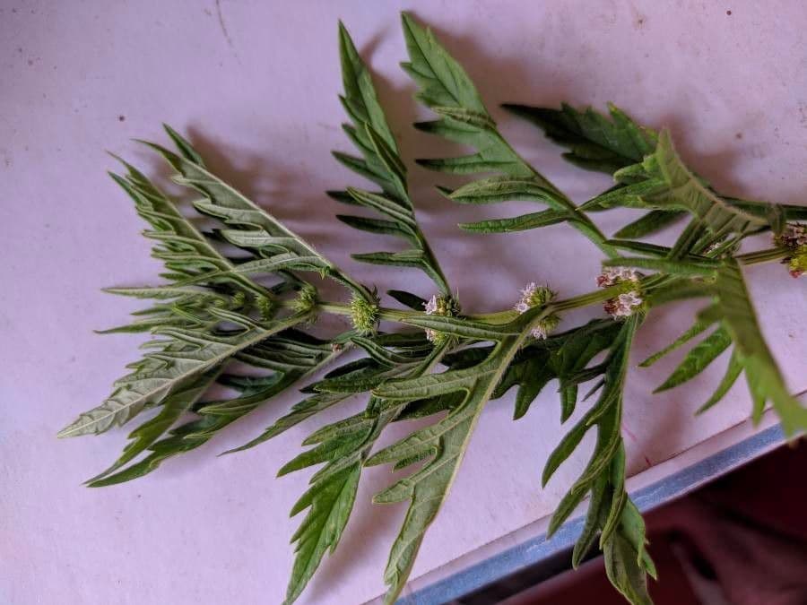 Cut-leaved gypsywort displaying fine-toothed leaves and small white blooms