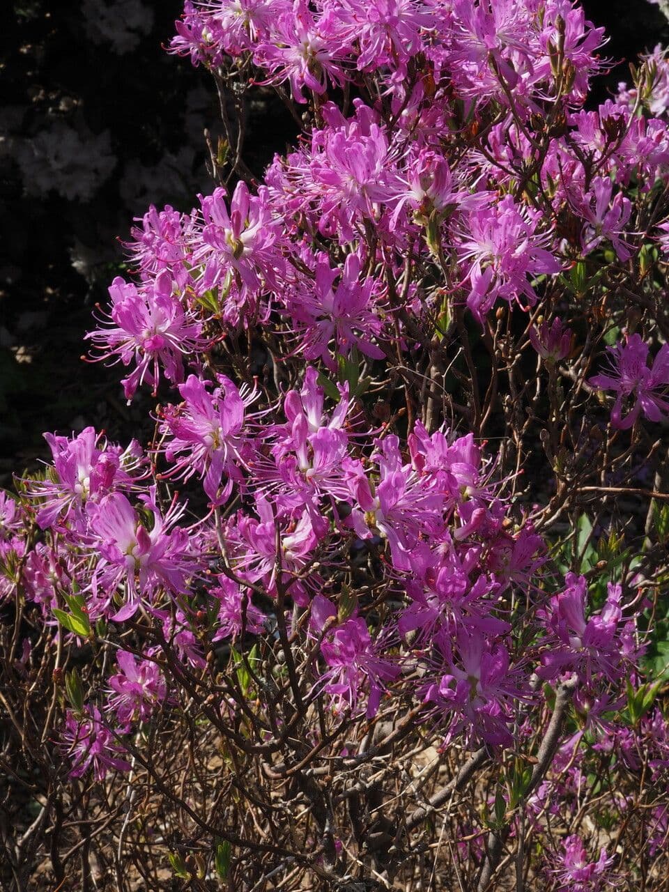 Rhododendron canadense (Rhodora) with purple flowers in spring bloom cycle