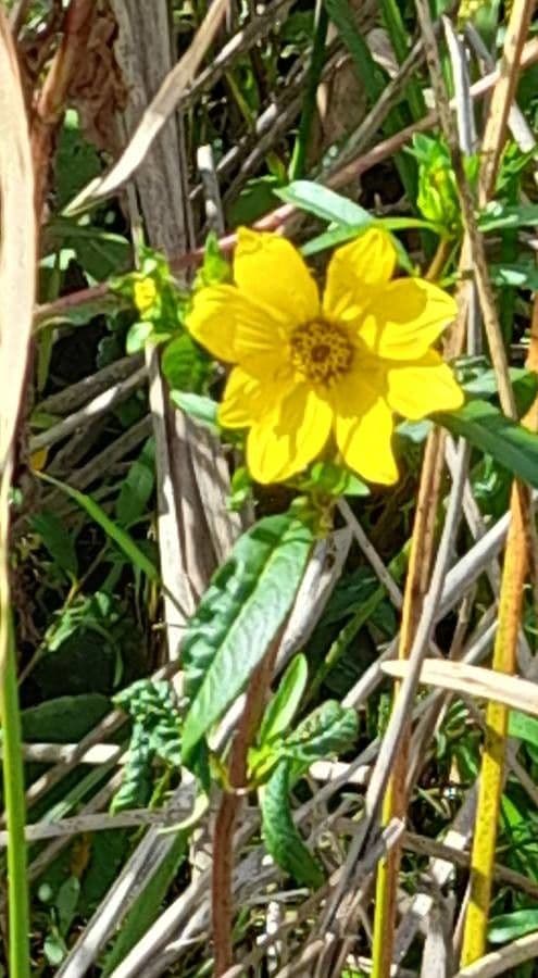 Bidens laevis with large bright yellow flowers at the edge of a water feature