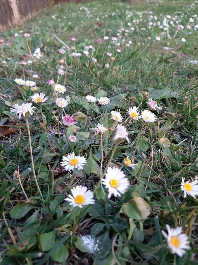 Bellis sylvestris delicate pink and white daisy flowers