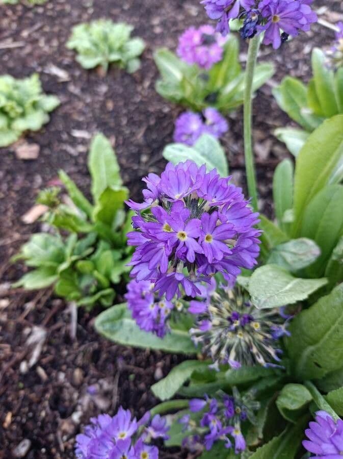 Drumstick primula with spherical flower heads in pink, purple, and white