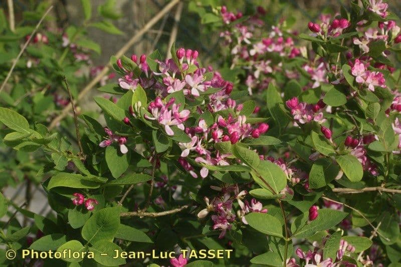 Tree Honeysuckle flowers and shrub