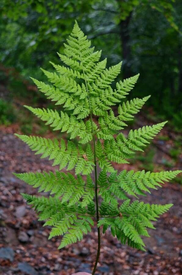 Breitblättriger Dornfarn mit feinen grünen Wedeln in schattiger Waldsiedlung