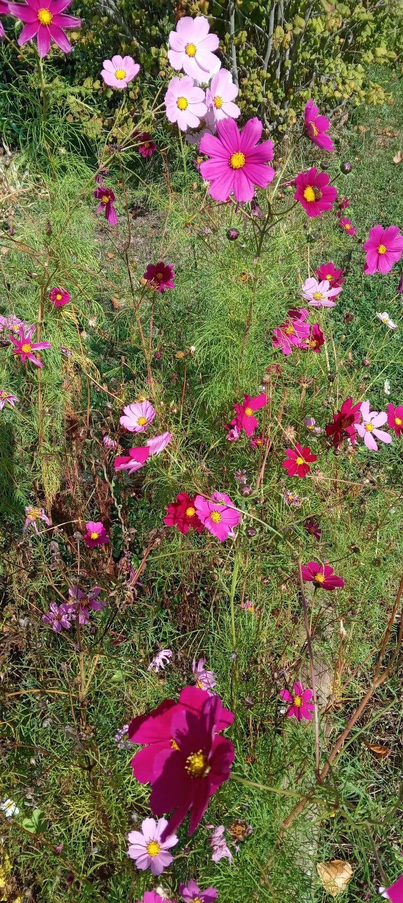 Gele en roze bloemen van Cosmos bipinnatus in een luchtige bordersituatie met zachte wind
