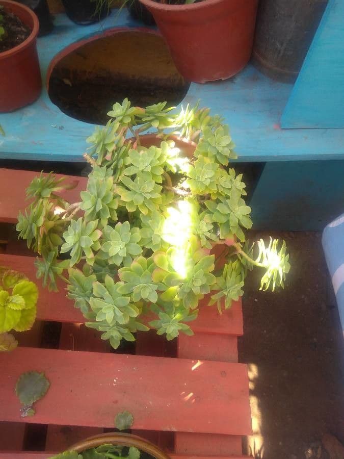 Sedum palmeri mit dicken Blattern und lebendigen Farben in intensiver Sonne